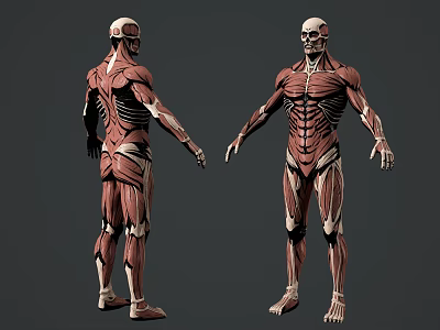 Game and Film Character 3D Model with Detailed Muscle Structure Front and Back Views 3d model