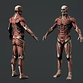 Game and Film Character 3D Model with Detailed Muscle Structure Front and Back Views