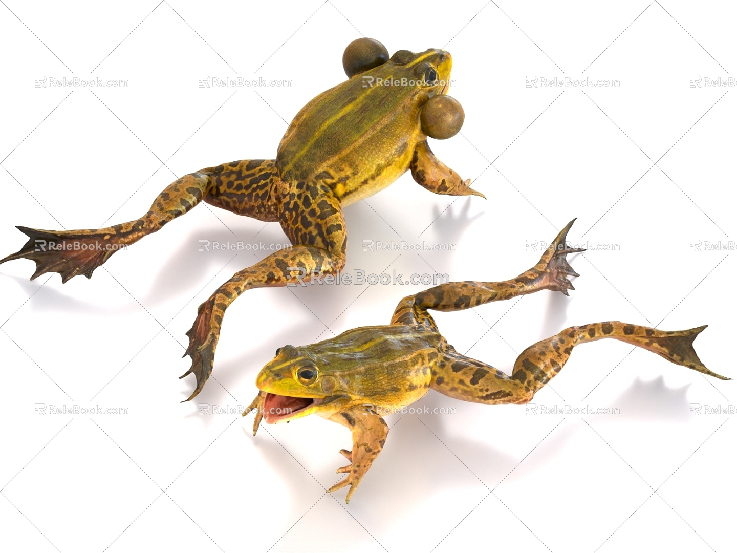 Frog turtle frog 3d model