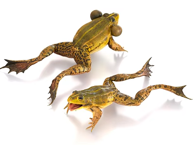 Two Reptiles With Yellow And Brown Skin Open Mouth And Stretched Limbs On White Background 3d model