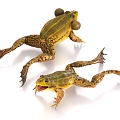 Frog turtle frog 3d model