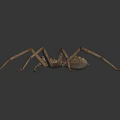 Brown Spider With Long Legs Patterned Body And Prominent Eyes On Dark Background
