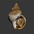 Unique Aquatic Animal Conch Shell With Spiral Shape And Natural Brown Texture From Ocean Seabed