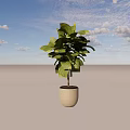 Lush Bonsai Plant With Large Green Leaves In Concrete Pot For Indoor Decoration
