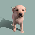 Light Pink Puppy Standing Against Light Green Background With Shadow 3d model