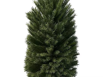 pine tree 3d model