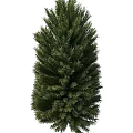 pine tree 3d model