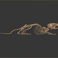 Realistic 3D Rendered Small Mammal Skeleton With Detailed Bone And Organ Structure 3d model