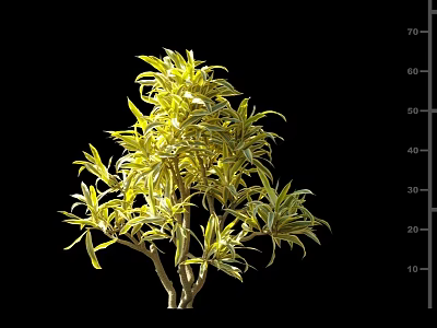 Sunlit Variegated Shrub With Yellow And Green Leaves On Black Background 3d model