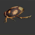 Reddish Brown Beetle With Yellow Spots And Orange Legs On Dark Background