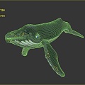 Modern Humpback Whale Humpback Whale Whale Cartoon Whale 3d model