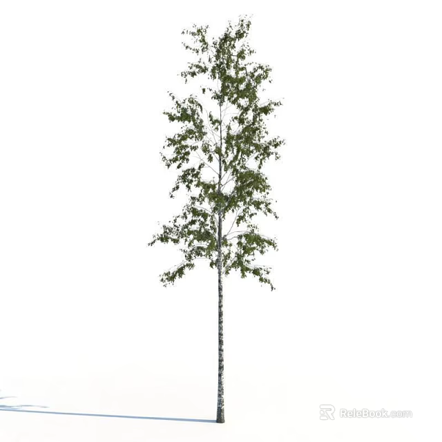 Tall Arbor with Lush Green Foliage and Straight White Trunk in Natural Scene 3d model 