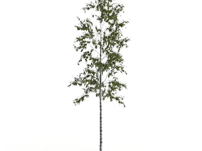 Tall Arbor with Lush Green Foliage and Straight White Trunk in Natural Scene 3d model