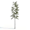 Tall Arbor with Lush Green Foliage and Straight White Trunk in Natural Scene