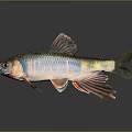 Vibrant Colorful Fish With Red Fins Blue Scales And Yellow Tail On Dark Background