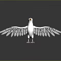 White Seagull with Spread Wings Standing on Black Surface and Showing Clear Reflection 3d model