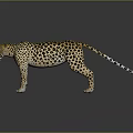 Realistic Leopard with Black Spots Standing in Gray Background Showing Reflection 3d model