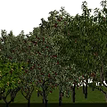 Lush Fruit Trees With Red Yellow Fruits And Green Leaves Growing On Grassy Land