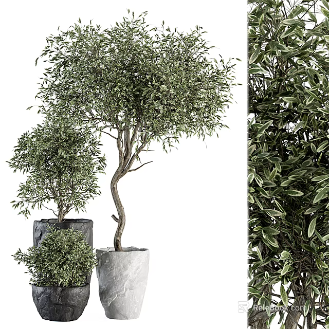 Lush Green Potted Olive Trees in Various Sizes with Concrete Planters for Home Decor 3d model 
