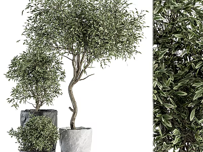 Lush Green Potted Olive Trees in Various Sizes with Concrete Planters for Home Decor 3d model