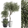 Lush Green Potted Olive Trees in Various Sizes with Concrete Planters for Home Decor