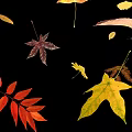 Beautiful Colorful Fall Leaves in Various Shapes Floating on Black Background