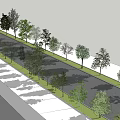 Tall Trees Neatly Arranged Along Roadside With Green Landscape And Shadows