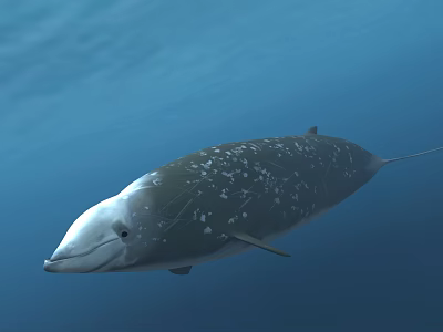 modern whale 3d model