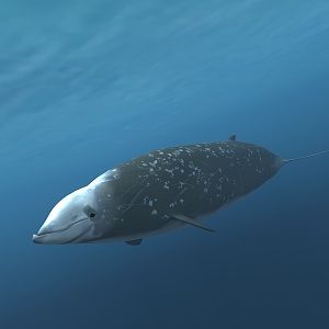 modern whale 3d model