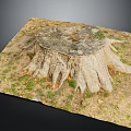 Natural Wood Tree Stump With Visible Annual Rings And Exposed Roots On Grass