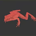 Frog Poison Frog Game Frog Reptile Cold Blooded Animal Reptile 3d model