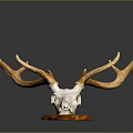 High Quality Medical Device Anatomical Model with Deer Antlers and Skull Structure for Education