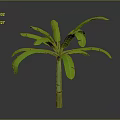Banana Tree With Green Leaves Green And Yellow Trunk Against Gray And Black Gradient Background
