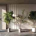 Modern Hall Interior With Various Potted Plants In White And Gray Pots On Patterned Carpet