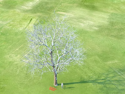Modern Tree Spring Elm Winter Trees Plants 3d model