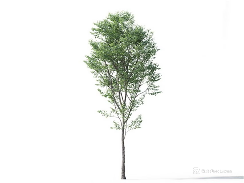 Tall Arbor With Lush Green Leaves And Slender Trunk In Natural Form 3d model 