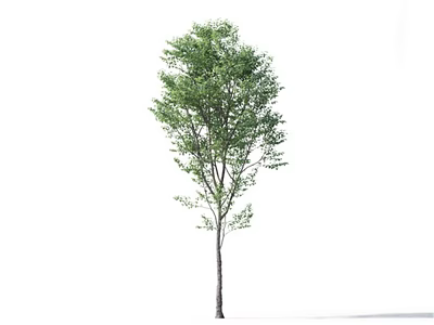 Tall Arbor With Lush Green Leaves And Slender Trunk In Natural Form 3d model