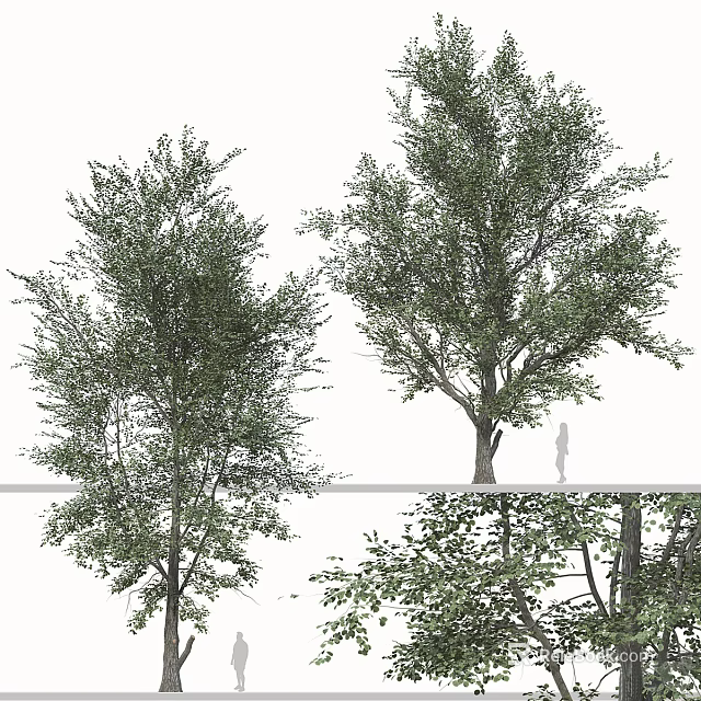 Lush Green Leafy Arbor Display With Tall Trunk Dense Foliage And Human Scale Figure 3d model 