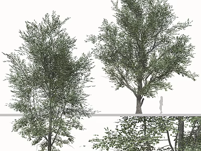 Lush Green Leafy Arbor Display With Tall Trunk Dense Foliage And Human Scale Figure 3d model