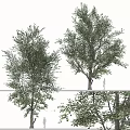Lush Green Leafy Arbor Display With Tall Trunk Dense Foliage And Human Scale Figure