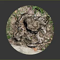 Organic Wooden Stone Tree Stump Featuring Exposed Roots And Green Plants Around