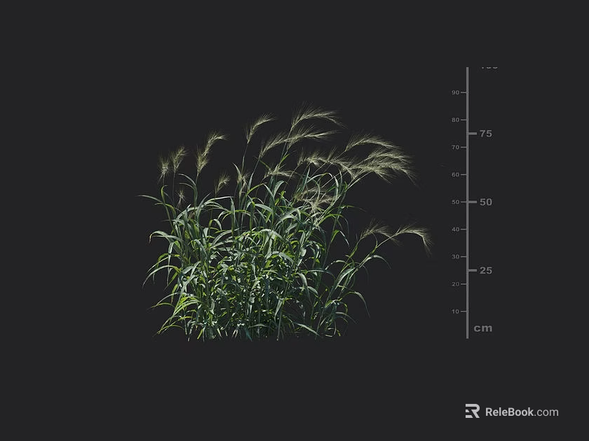 Lush green grass plant with height measurement scale for garden display purposes 3d model 