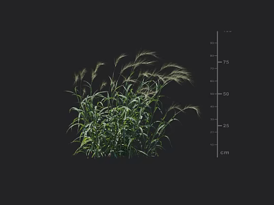 Lush green grass plant with height measurement scale for garden display purposes 3d model