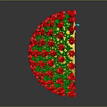 Anatomical Organ Structure With Hair Like Projections In Red And Green Colors