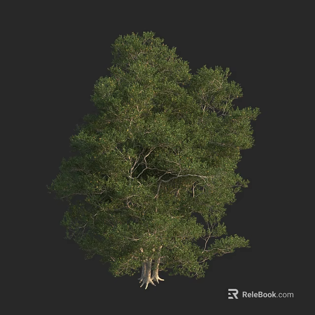 Lush Evergreen Arbor With Dense Green Foliage And Strong Trunk Structure 3d model 