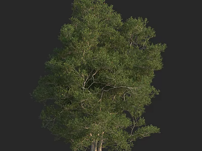 Lush Evergreen Arbor With Dense Green Foliage And Strong Trunk Structure 3d model