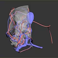 Transparent Bird Skull 3D Rendering Showing Red And Blue Vascular Structures With Reflection 3d model