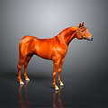 Brown Horse Full Body Standing In Gray Gradient Background With Reflective Floor
