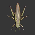 Realistic Detailed Green Brown Locust With Long Hind Legs And Wings On Dark Background