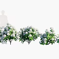 White Flowering Garden Plants with Lush Green Leaves and Fresh Blooms